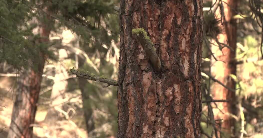 University of Montana students use tech to study local wildlife