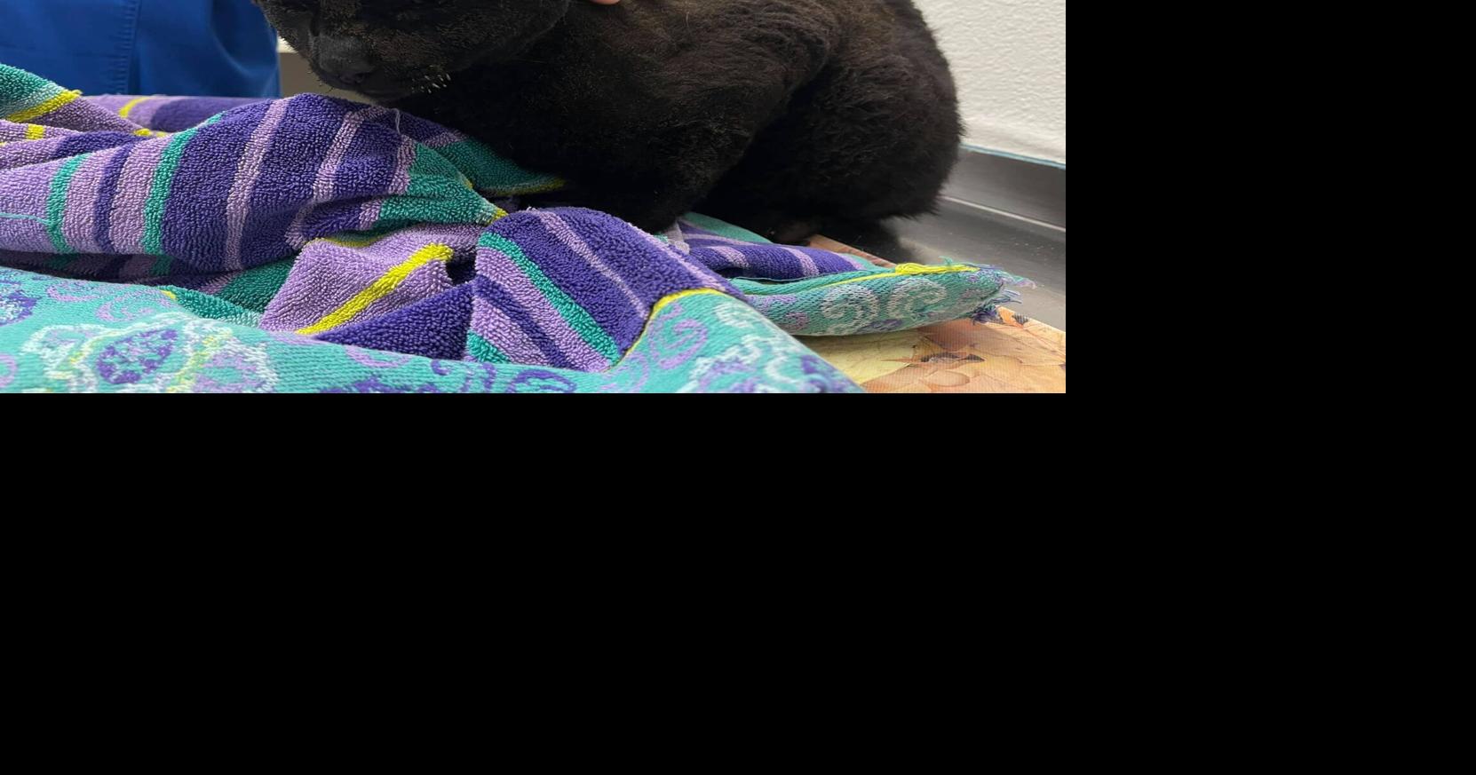 Cat rescued in Boulder 2700 Fire expected to recover | Missoula News ...