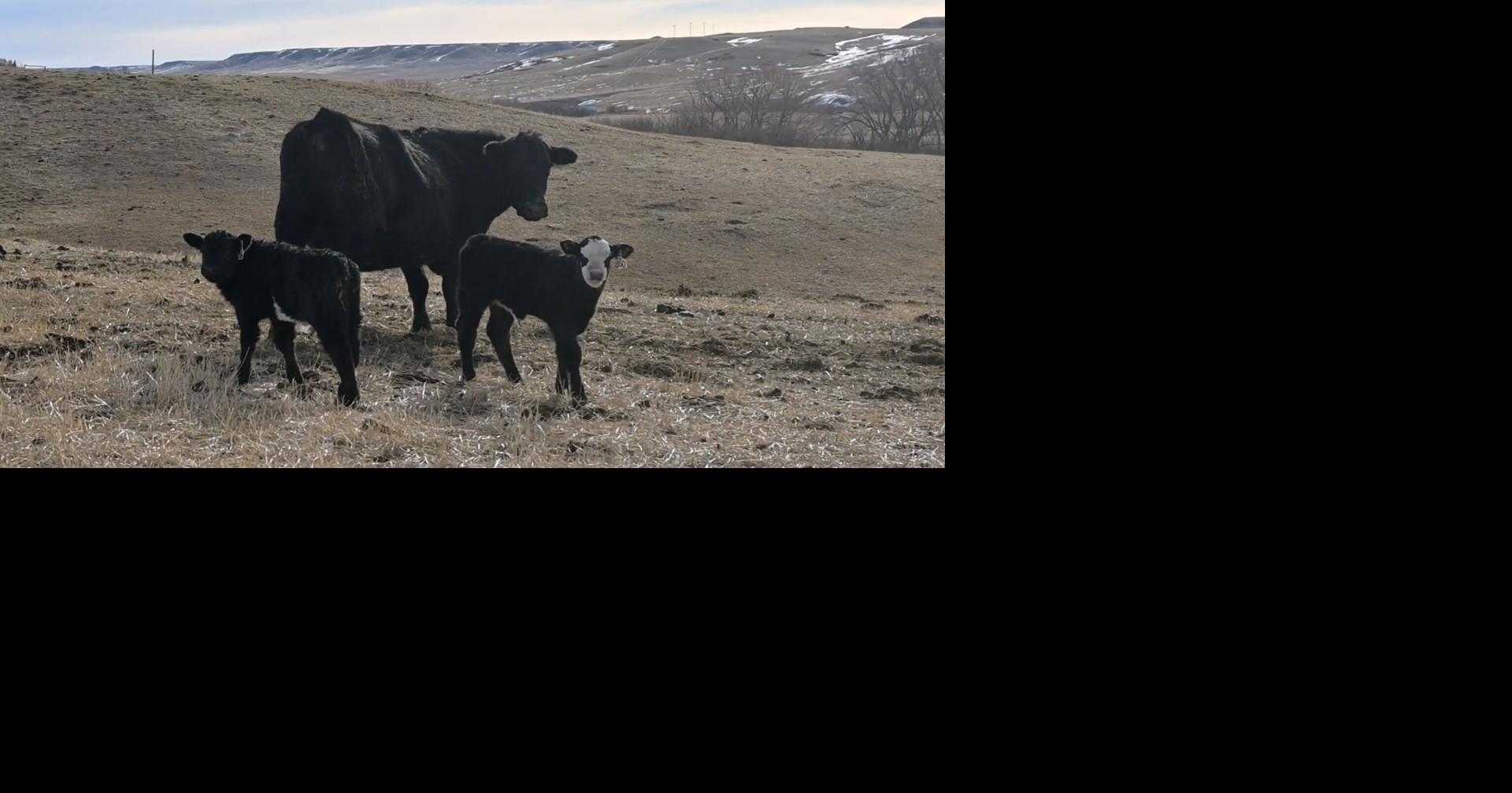 Warm winter, dry spring raises respiratory illness risk for Montana cattle