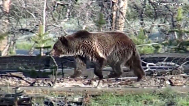 Grizzly bear conflicts a persistent problem in southwest Montana, officials  say, NonStop Local Bozeman