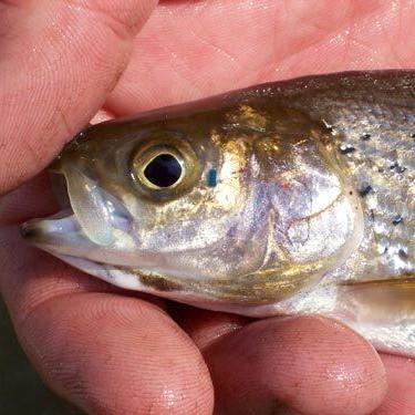US judge blocks water pipeline in Montana that was meant to boost rare fish - Vimarsana News