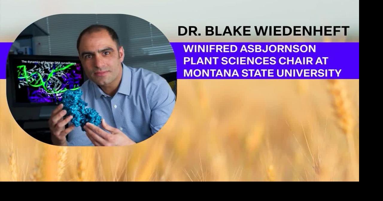 Dr. Blake Wiedenheft leads MSU's grain research, boosting local farming