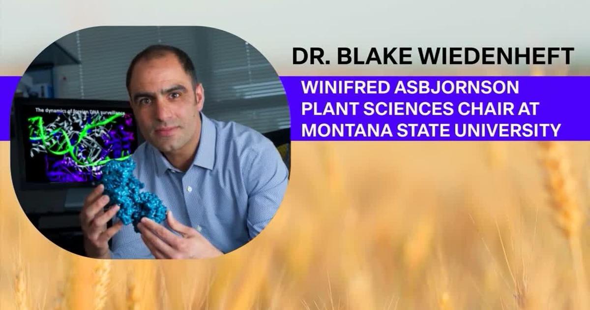 Dr. Blake Wiedenheft leads MSU's grain research, boosting local farming