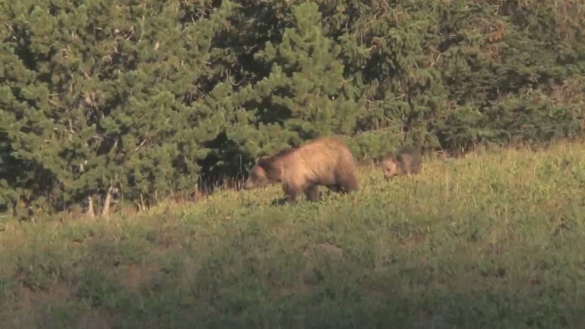 Grizzly bear conflicts a persistent problem in southwest Montana, officials  say, NonStop Local Bozeman
