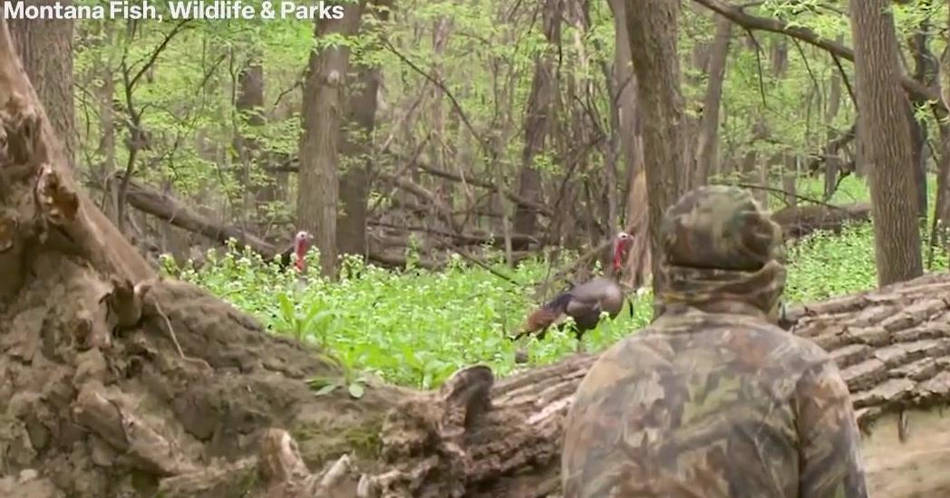 Montana spring turkey hunting season kicks off April 15