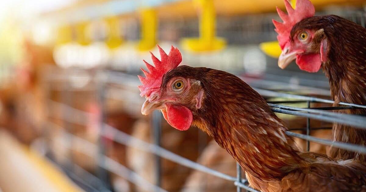 Montana's first 2026 case of avian influenza confirmed in Carbon County