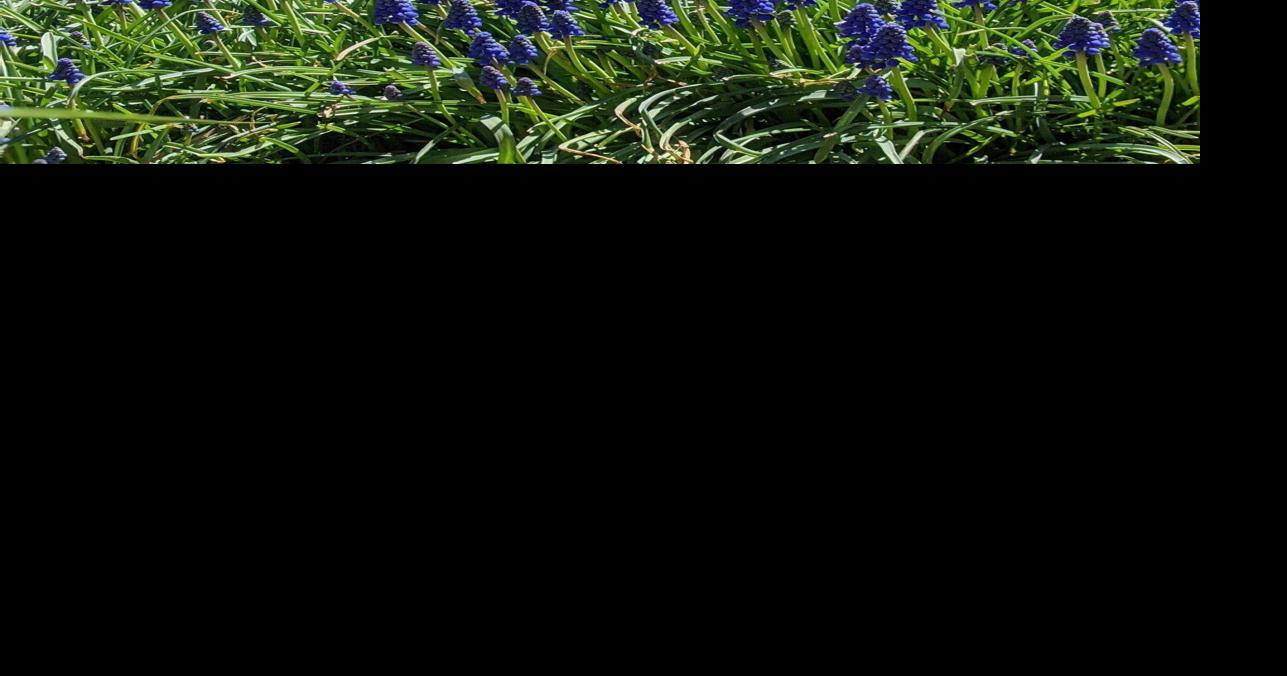 Want to become a Master Gardener? MSU program offers statewide training and certification