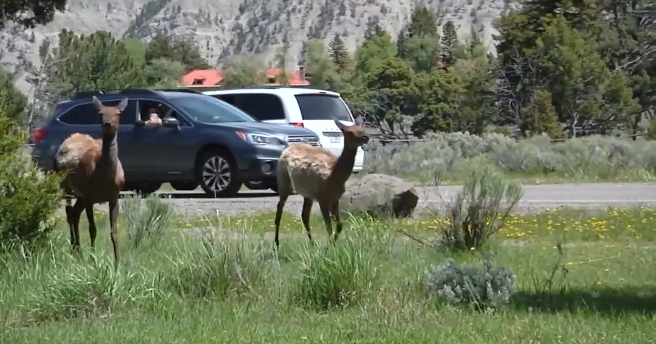 Assessment shows opportunities to reduce wildlife-vehicle collisions on US Highway 89 north of Yellowstone - Vimarsana News