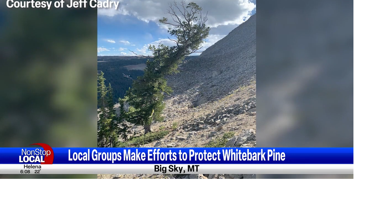 Yellowstone Club receives certification as Whitebark Pine Friendly Ski