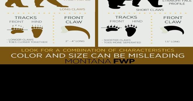 Black Bear vs Grizzly Bear Graphic | | montanarightnow.com