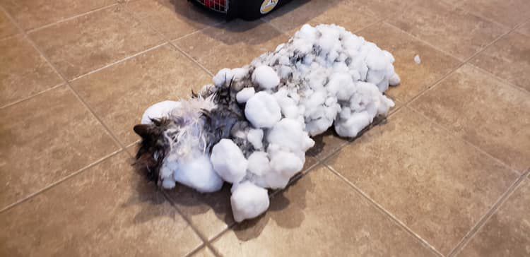 Montana veterinarians bring frozen unresponsive cat back to life