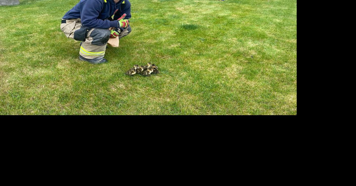 Missoula firefighters rescue ducklings that fell into storm drain ...