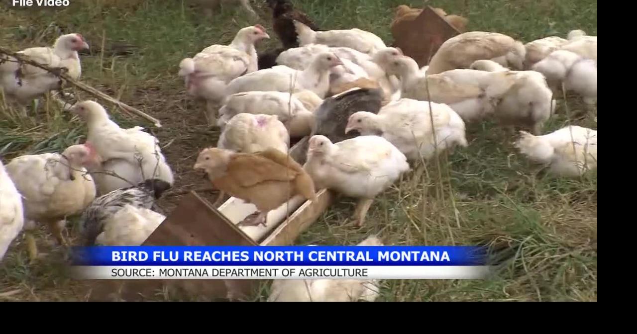 Bird flu detected in north central Montana poultry flock
