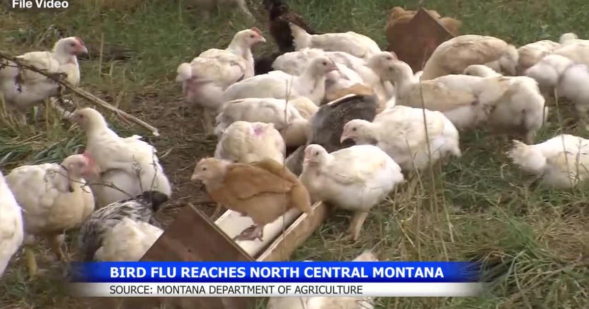Bird flu detected in north central Montana poultry flock