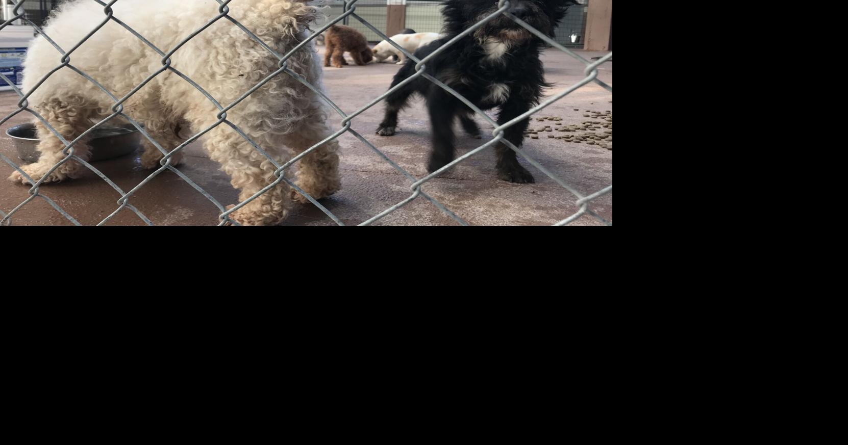 Happy Tails Lodge houses 46 dogs saved from meat market Great Falls