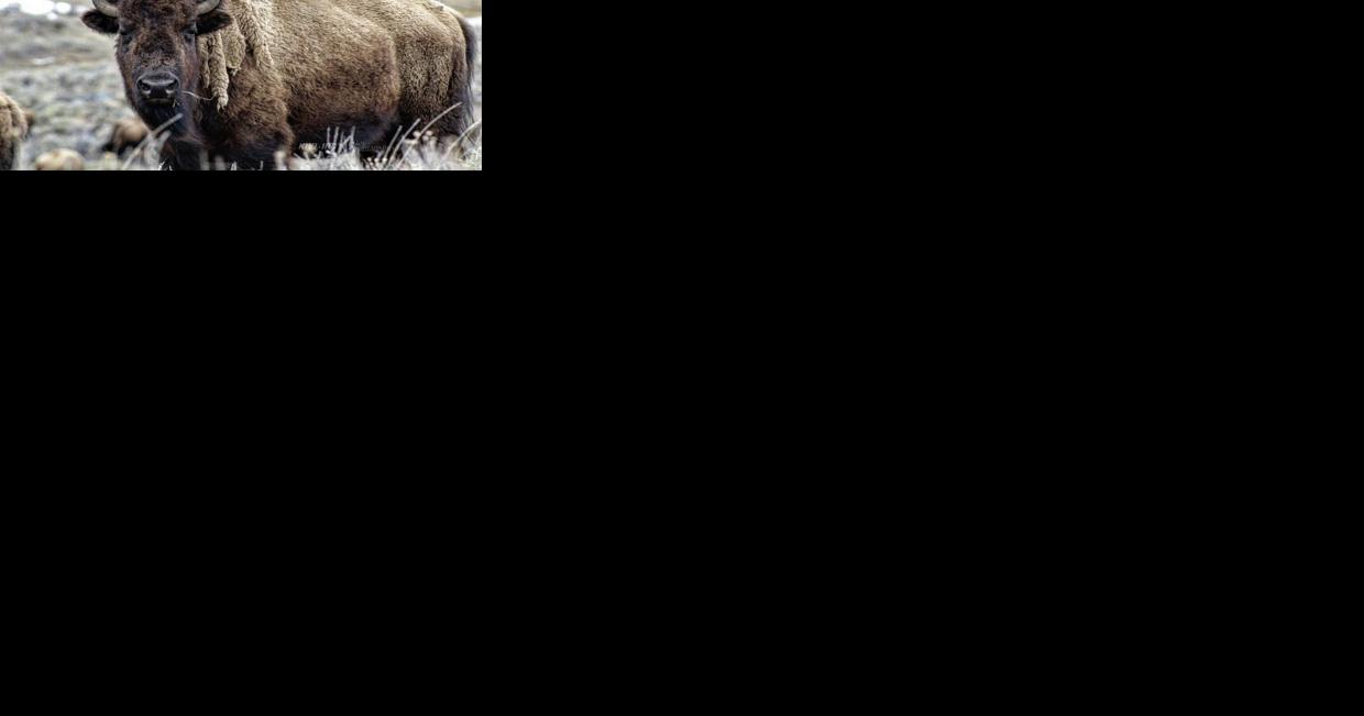 National Parks System looking into alternatives to managing bison in Yellowstone National Park - Vimarsana News