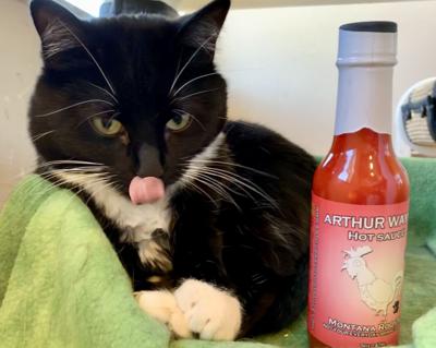 Humane Society In Missoula Overrun With Spicy Cats Holding