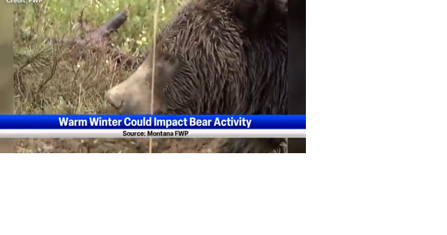 Warm winter could impact bear activity - Vimarsana News