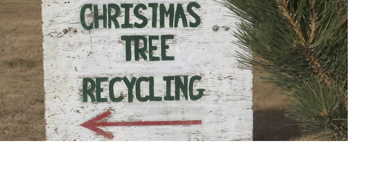 Cleaning up after the holidays? Here’s where you can recycle your live