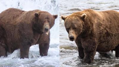 Fat Bear Week 2025 Finalists