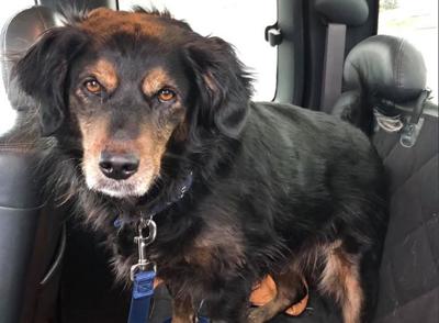 life animal rescue polson