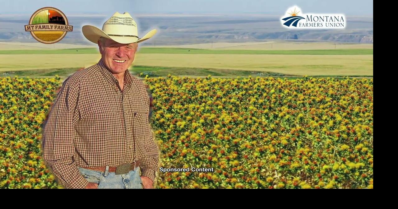 Why Montana Farmers Are Turning to Safflower: A Crop for Healthier Soil and Oil
