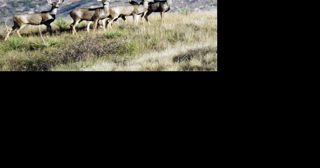FWP adjusts mule deer quotas in response to spring surveys - Vimarsana News