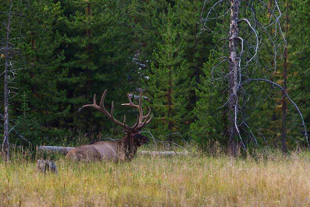 Proposed 2024/2025 Hunting Regulations Montana FWP, 54 OFF