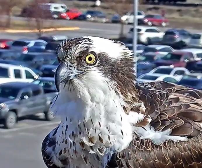 osprey project