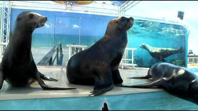 Sea Lions make a splash at 2023 New Mexico State Fair 