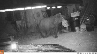 Grizzly Euthanized After Preying On Chickens Abc Fox Kalispell