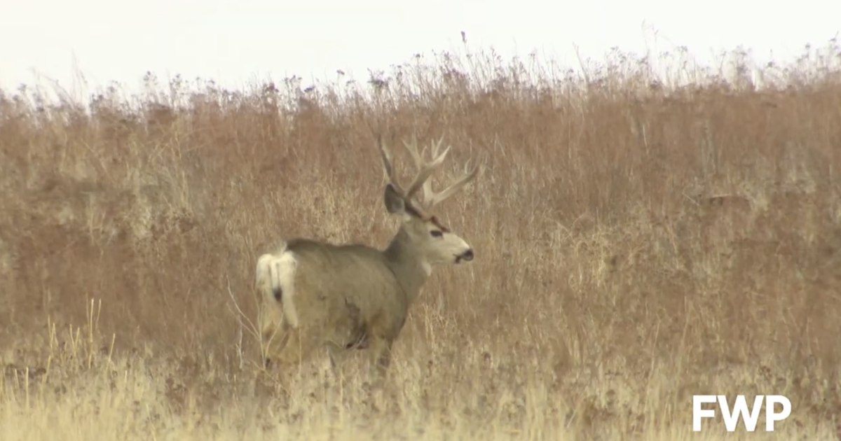 Montana SuperTag Lottery deadline approaches for hunters