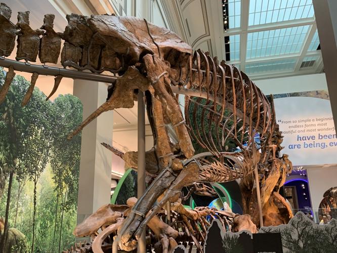Tyrannosaurus rex  Smithsonian Institution