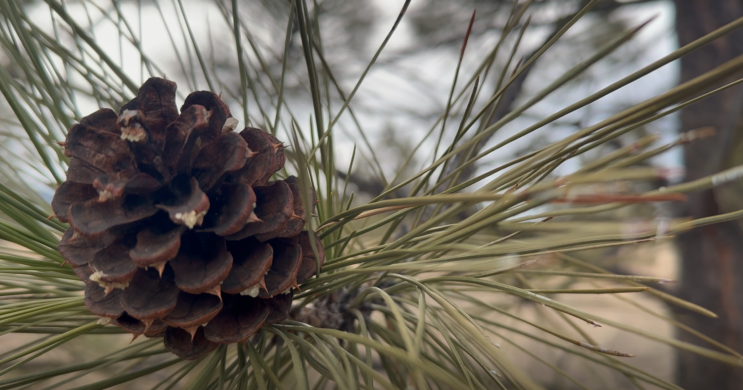 Montana's weather swings threaten trees and plants in your own backyard