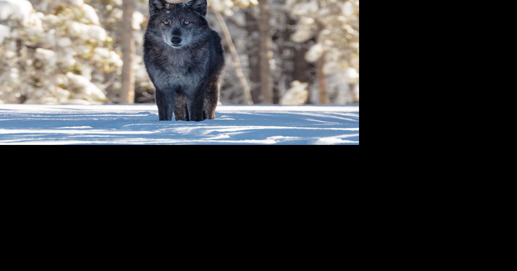 Groups petition for U.S. Forest Service to issue new protections for