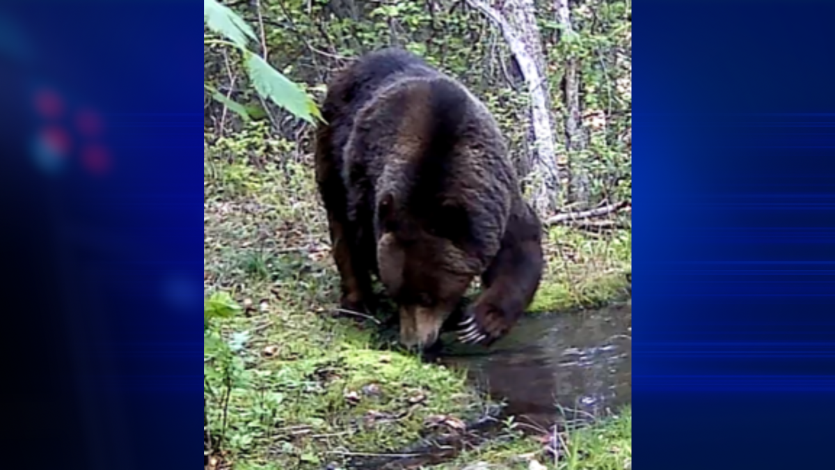 Recent grizzly bears in areas just outside of Missoula serve as an extra  reminder to be bear aware, ABC Fox Missoula