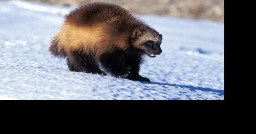 Montana files notice of intent to sue regarding wolverine listing - Vimarsana News