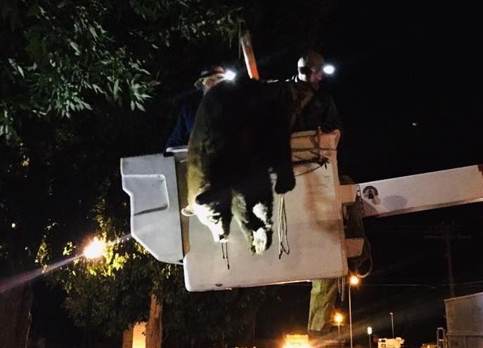 Firefighters Help Rescue Bear Stuck In Tree In Anaconda All Abc
