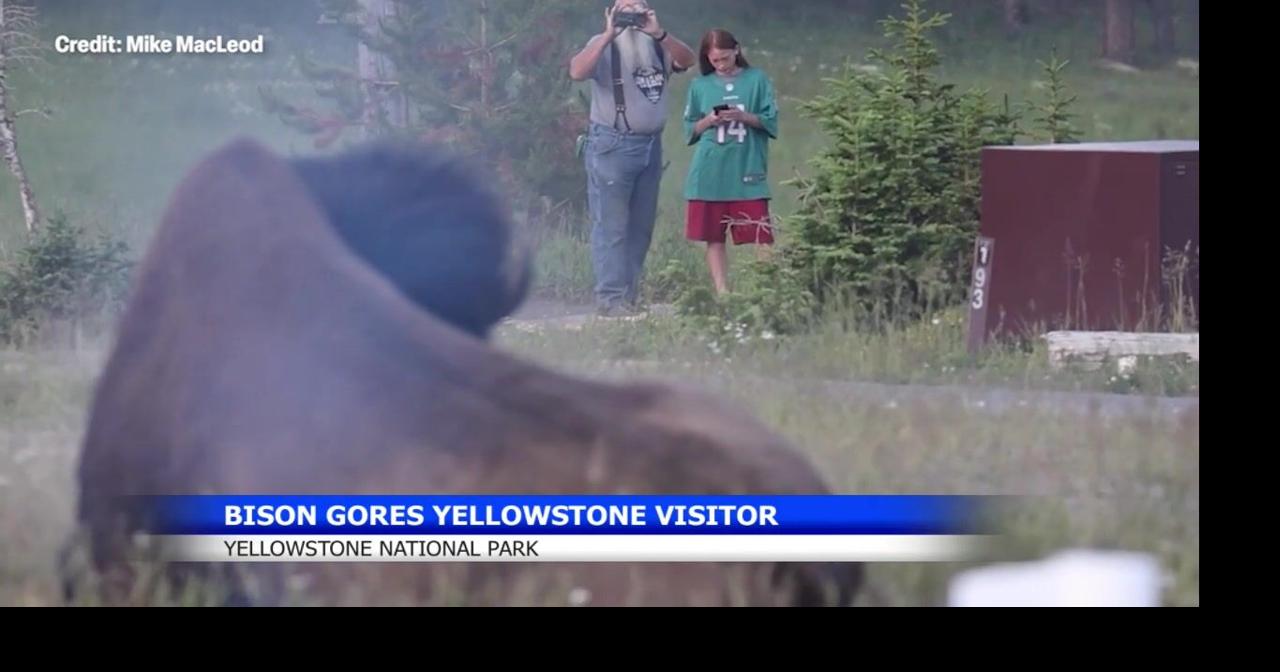 Washington man tossed by bison at Yellowstone, video captures attack