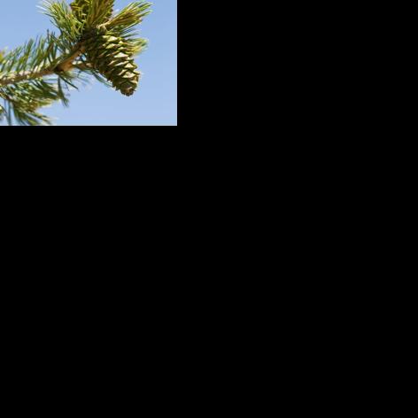 Governor marks centennial of Montana's state forests