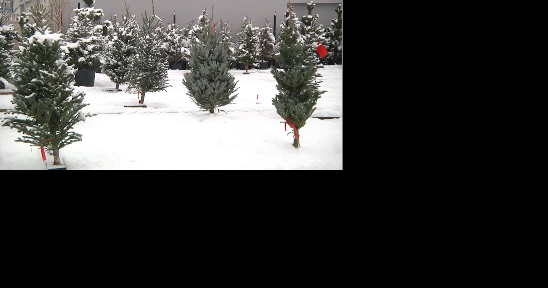 Christmas tree recycling projects return across Montana Missoula News