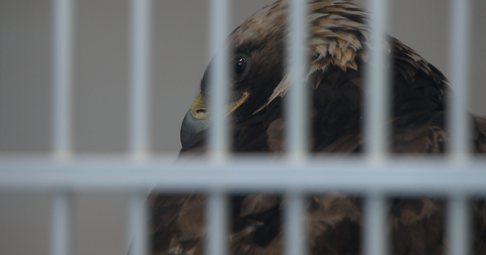 Montana Raptor Conservation Center in Bozeman sees more birds with lead poisoning