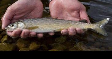 State agencies issue consumption advisory for all fish species on Yellowstone River near train derailment - Vimarsana News