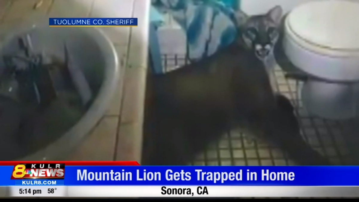 Cougar Goes Inside California House Lies Down In Bathroom