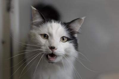 Unsung Hero Looking For Help To Win A 25k Grant For Humane