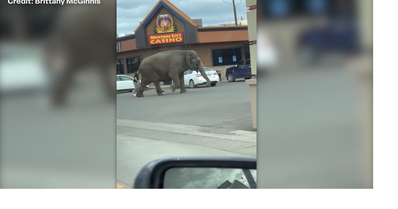 Butte residents watch as escaped elephant roams the city | Butte News ...
