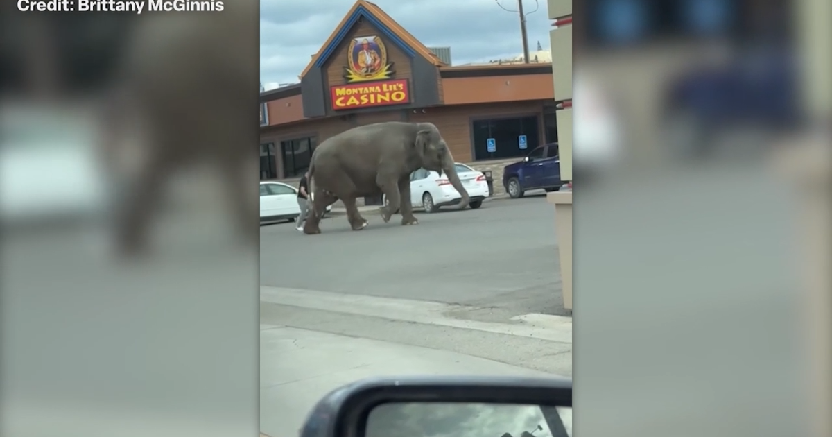 Butte residents watch as escaped elephant roams the city | Butte News ...