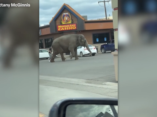 Elephant escapes circus, wanders streets of Butte, America