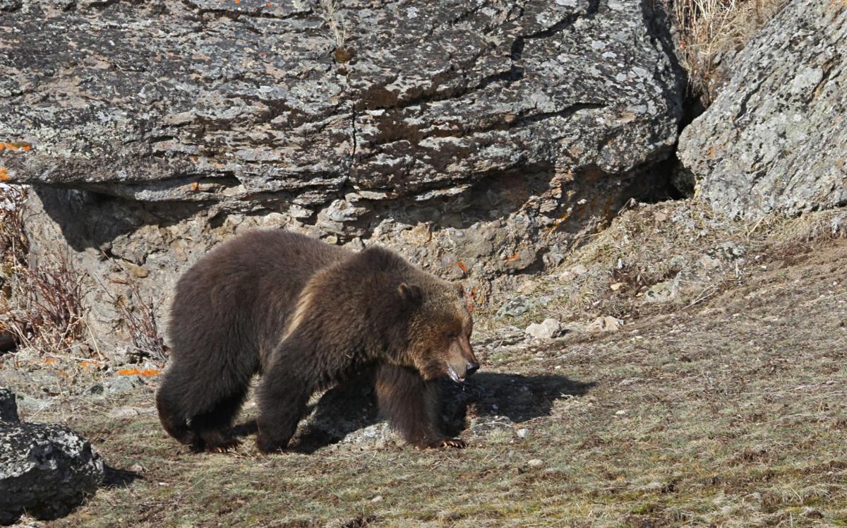 Bear euthanized near Eureka; cubs sent to ZooMontana, NonStop Local  Kalispell