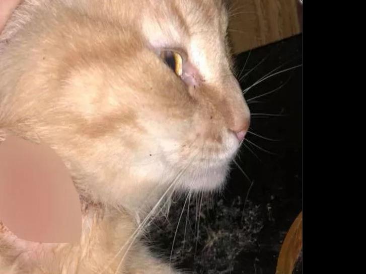 Could Flea Collars Cause Chemical Burns On Cats And Dogs News